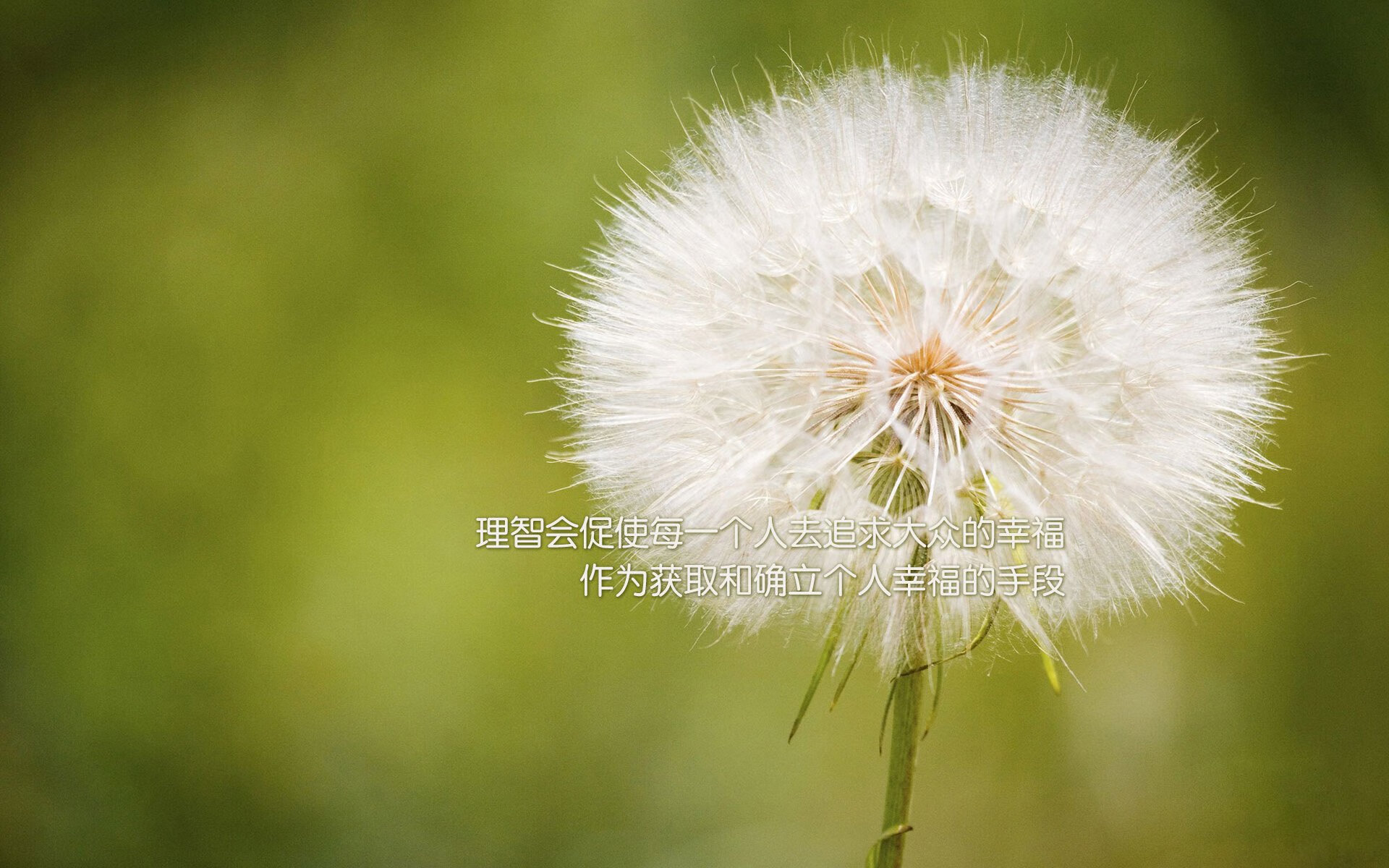 _爵士核心发挥出色，带领球队胜利_，爵士jam