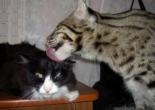 AIYOUXI.COM-世界飞盘淘汰赛，团队配合的巅峰对决，世界飞盘联合会规定国际团队飞盘比赛每一分场上人数